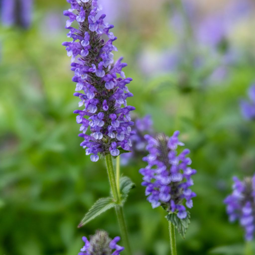 Nepeta nervosa - Kattenkruid