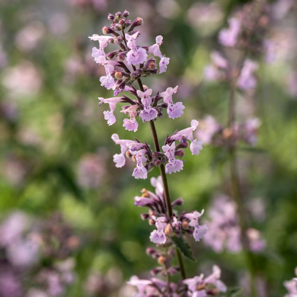 Nepeta racemosa Amelia - Kattenkruid