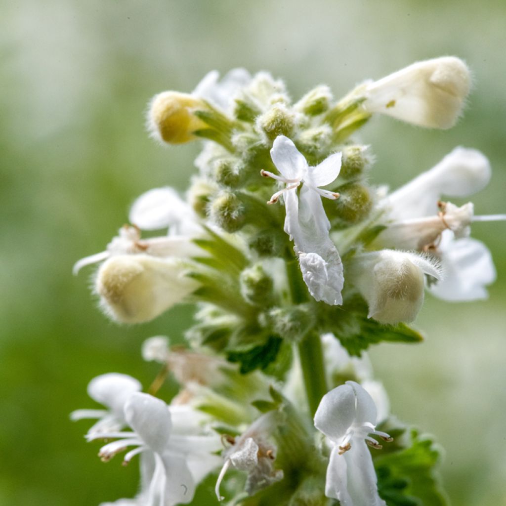 Nepeta racemosa Snowflake - Kattenkruid