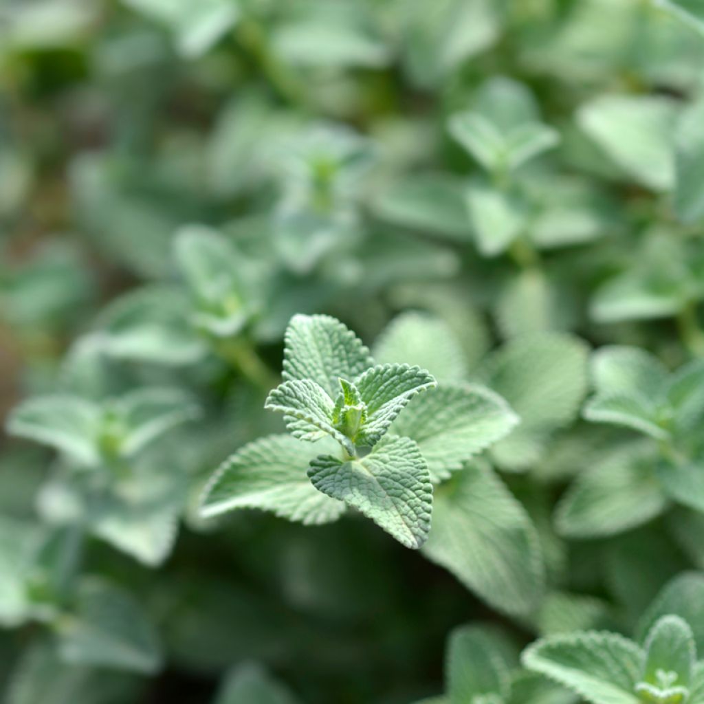 Nepeta racemosa Snowflake - Kattenkruid