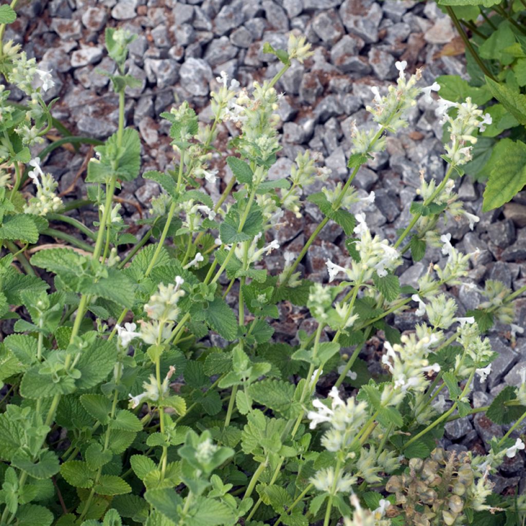 Nepeta racemosa Snowflake - Kattenkruid