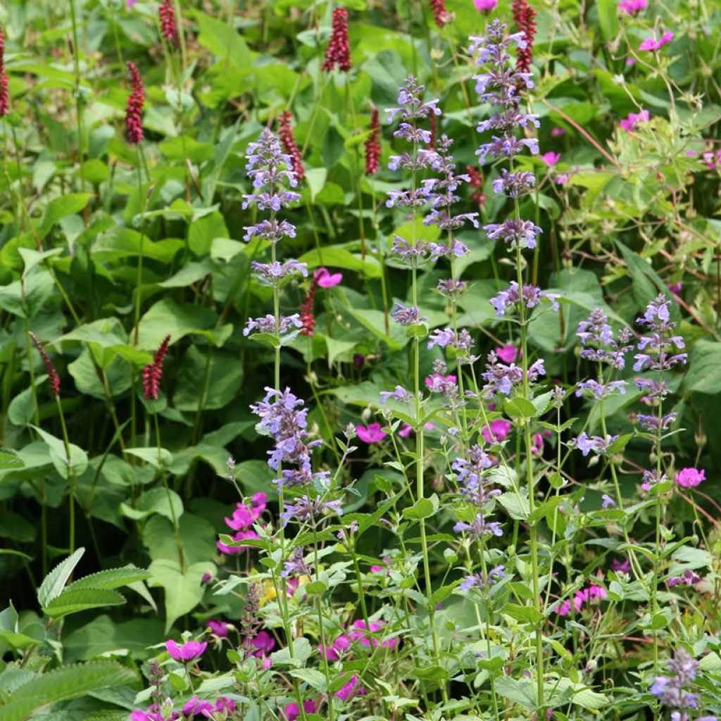 Nepeta subsessilis - Kattenkruid