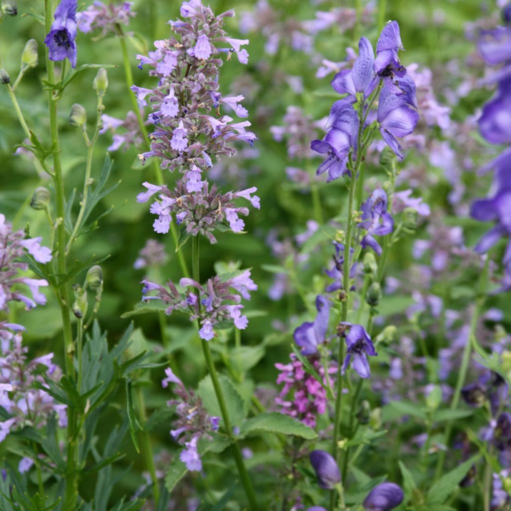 Nepeta subsessilis - Kattenkruid