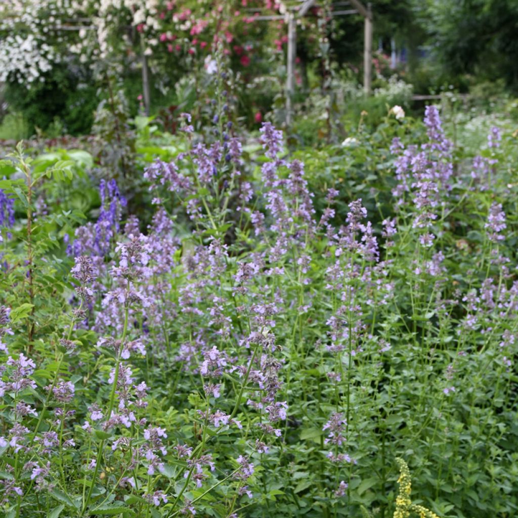 Nepeta subsessilis - Kattenkruid