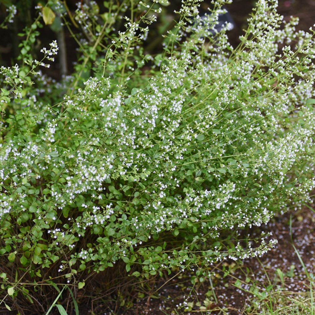Nepeta faassenii Alba - Kattenkruid