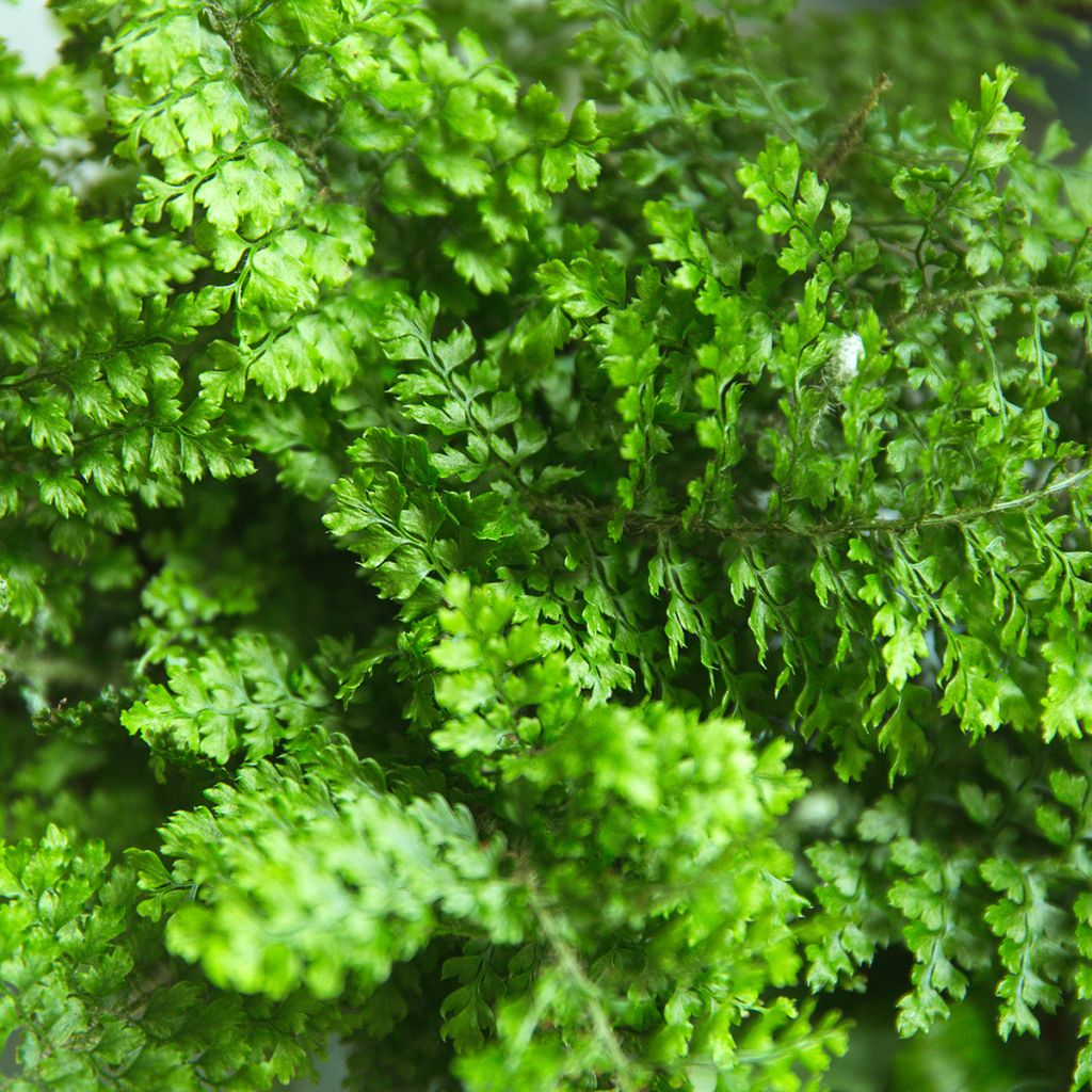 Nephrolepis exaltata Fluffy Ruffle - Fougère de Boston