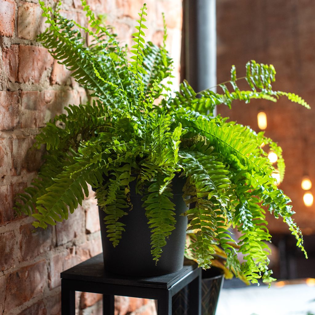 Nephrolepis exaltata Green Fantasy - Fougère de Boston