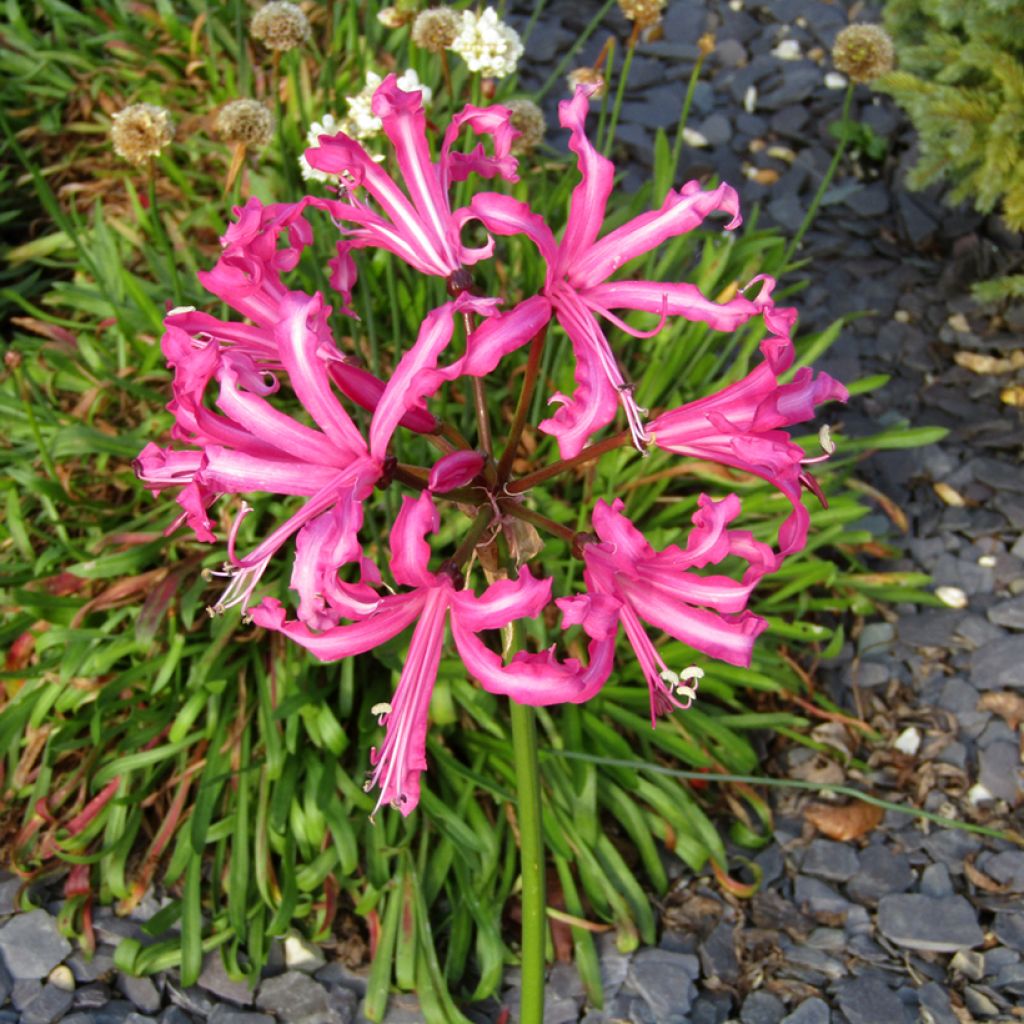Nerine bowdenii Favourite - Kliplelie