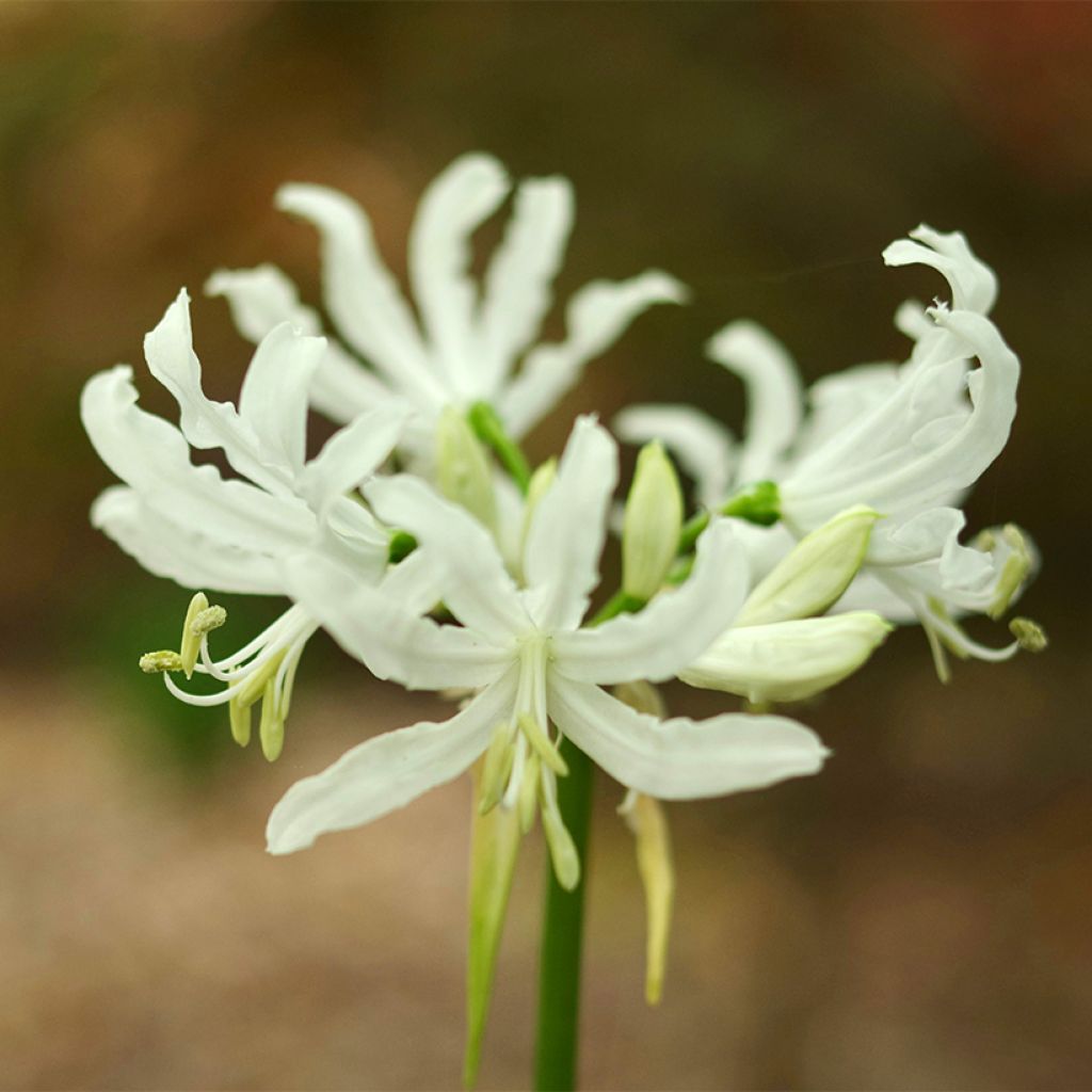 Nerine bowdenii Like a Virgin - Kliplelie