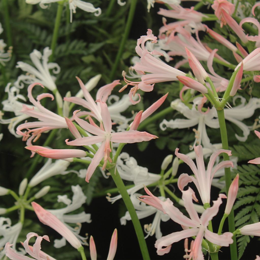 Nerine bowdenii Vesta K - Kliplelie