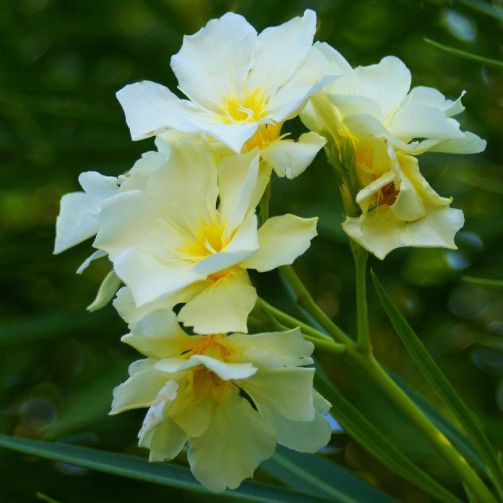 Nerium oleander Luteum Plenum - Oleander