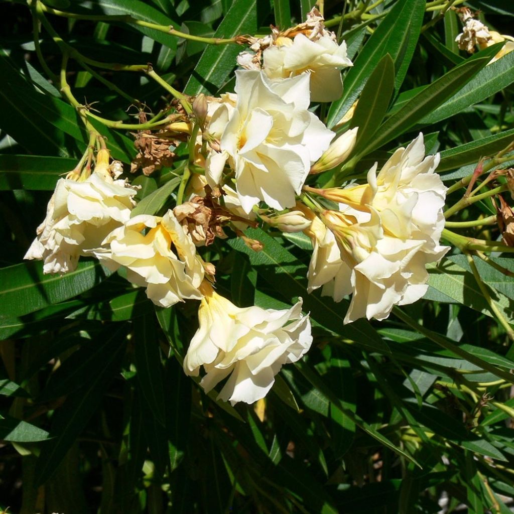 Nerium oleander Luteum Plenum - Oleander