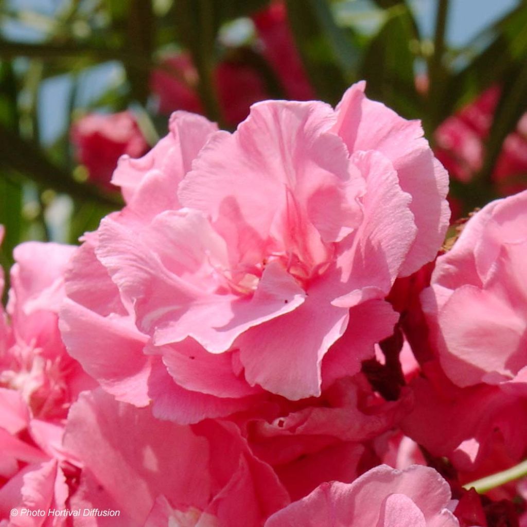 Nerium oleander Roseum Plenum - Rozenlaurier