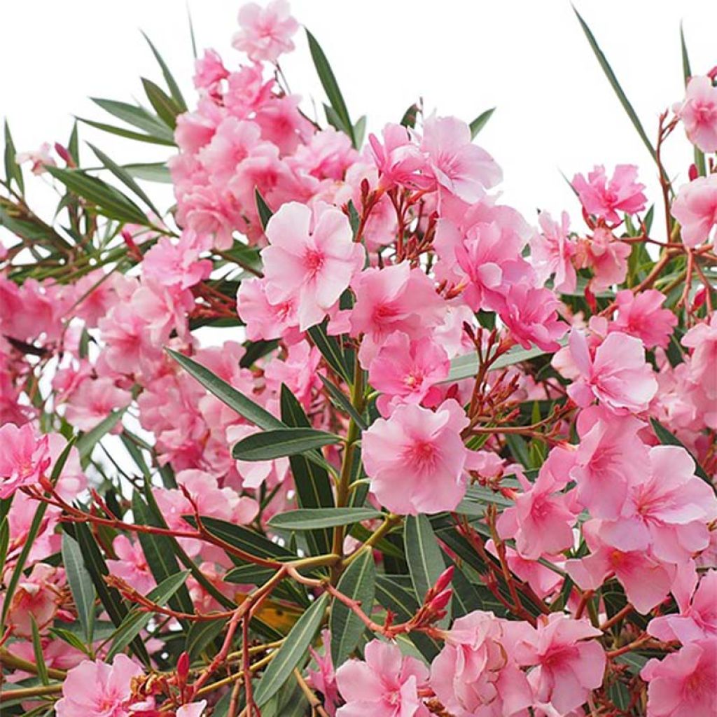Nerium oleander Roze - Oleander