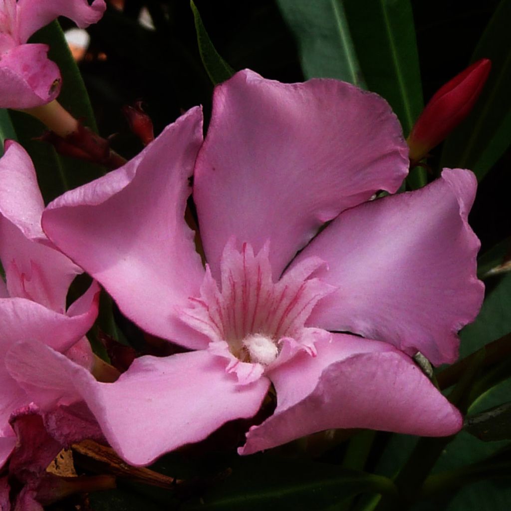 Nerium oleander Roze - Oleander
