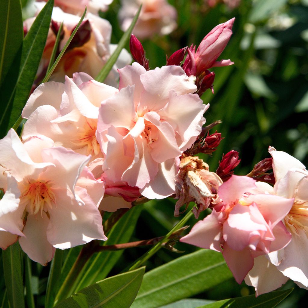 Nerium oleander Provence - Oleander