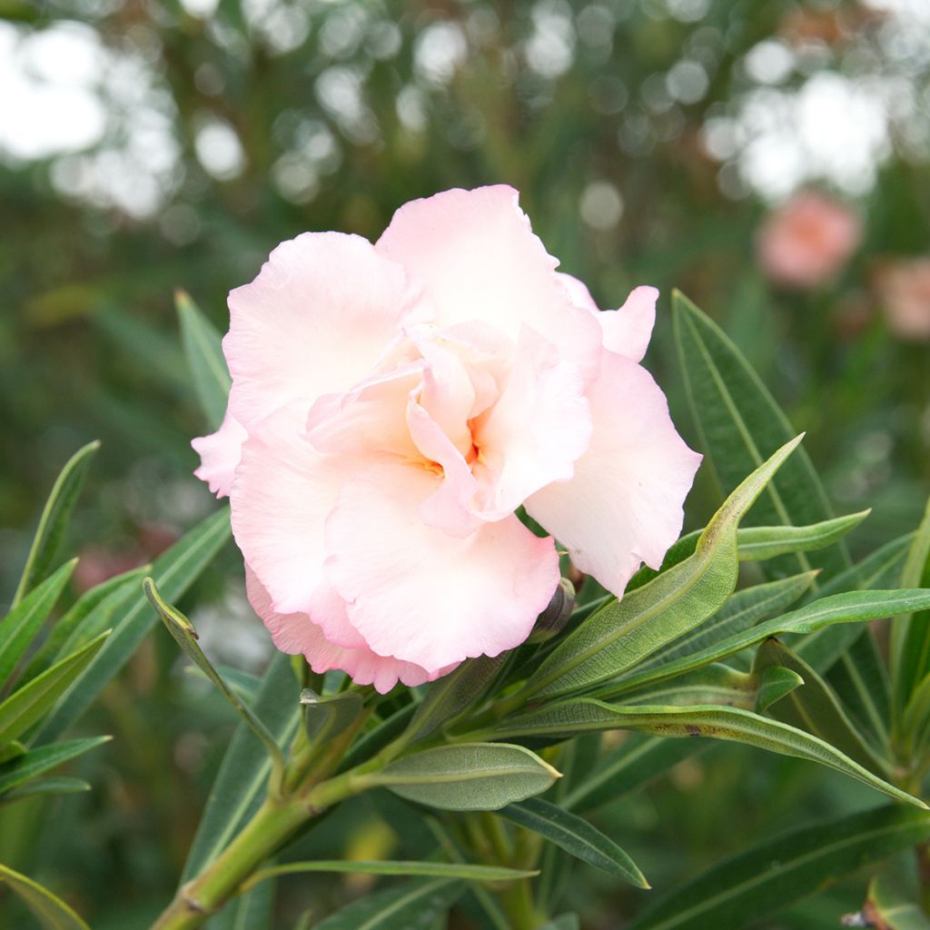 Nerium oleander Provence - Oleander