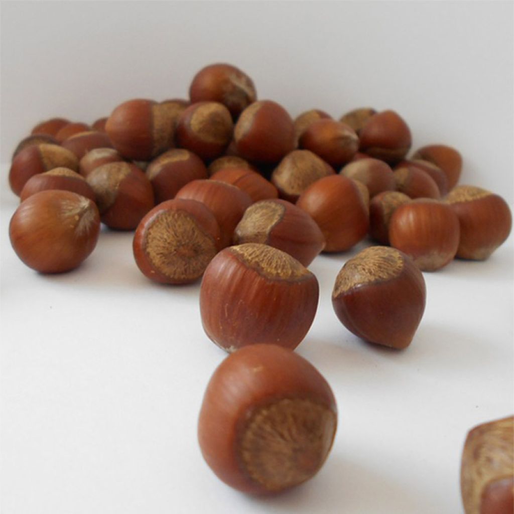 Corylus avellana Rode Zellernoot - Hazel