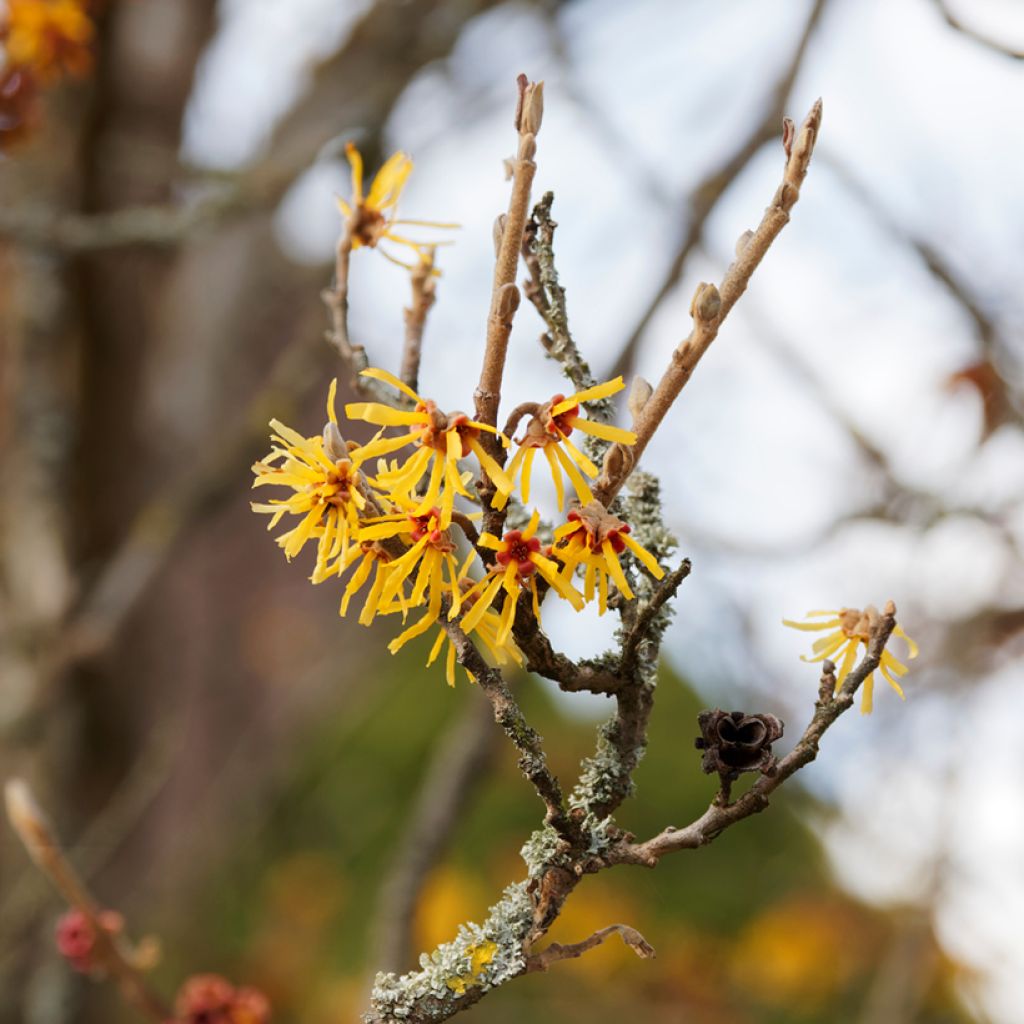 Hamamelis mollis Pallida - Zachte toverhazelaar
