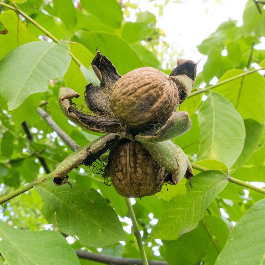 Walnoot Pescianski