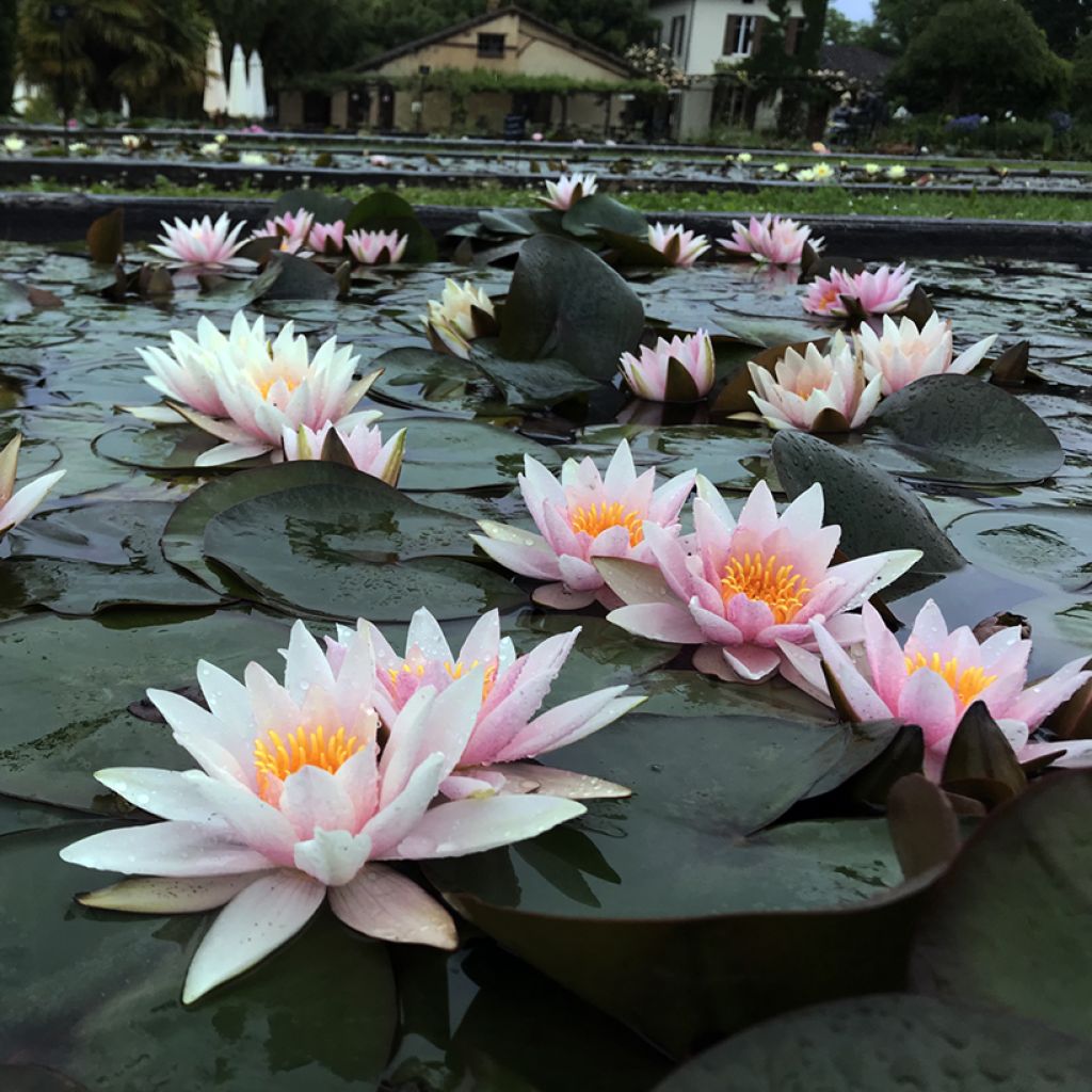 Nymphaea Amabilis - Waterlelie