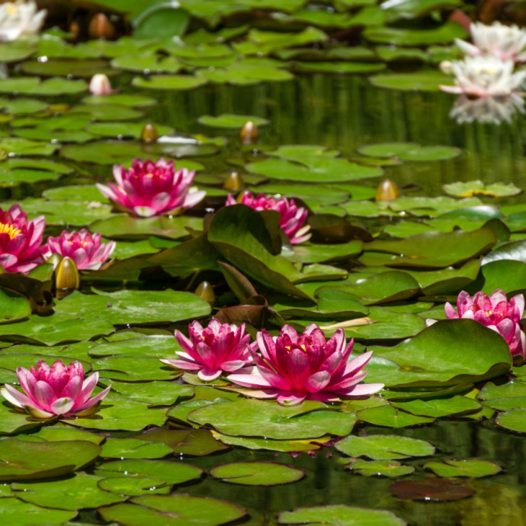 Nymphaea Attraction - Waterlelie
