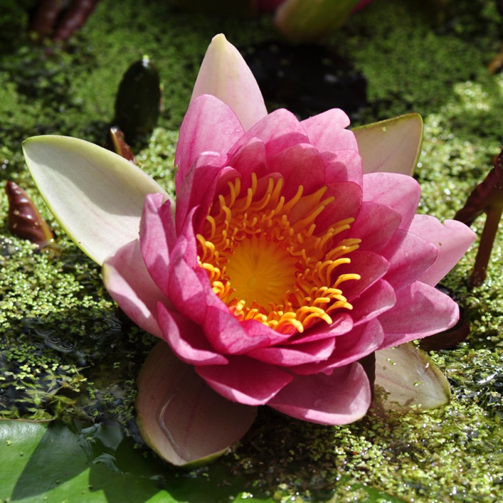 Nymphaea Attraction - Waterlelie