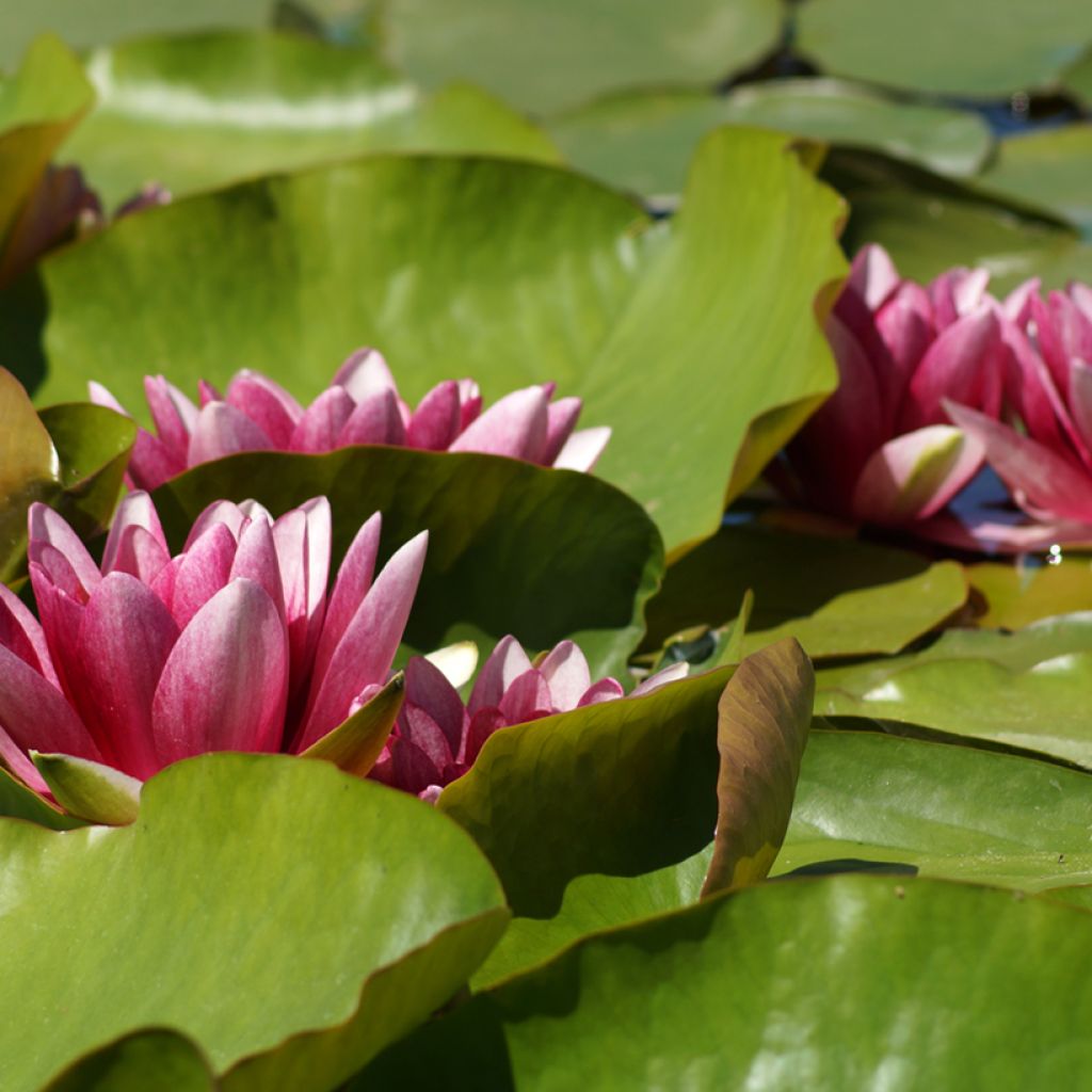 Nymphaea Attraction - Waterlelie