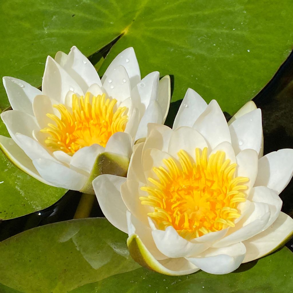 Nymphaea candida - Kleine witte waterlelie