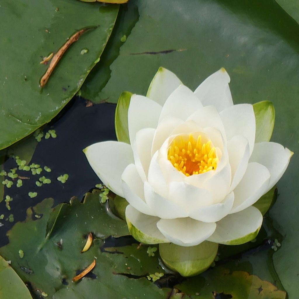 Nymphaea candida - Kleine witte waterlelie