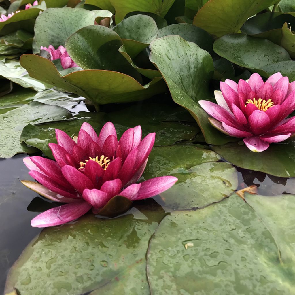 Nymphaea Conqueror - Waterlelie