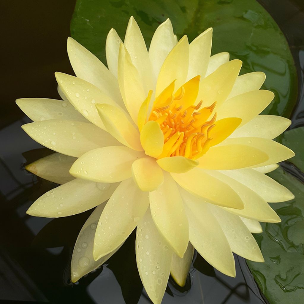 Nymphaea Denver - Waterlelie