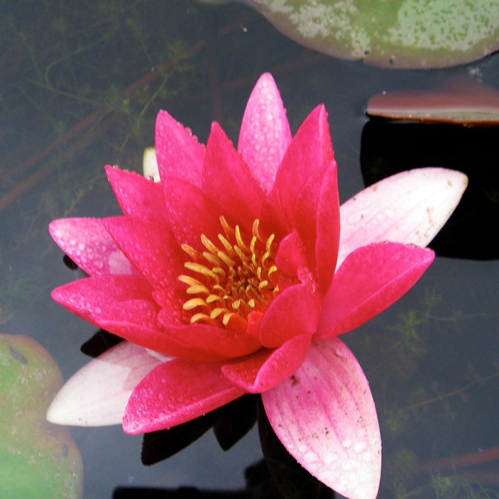 Nymphaea Ellisiana - Waterlelie