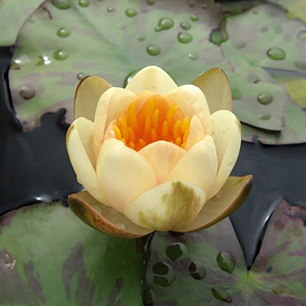 Nymphaea Graziella - Waterlelie