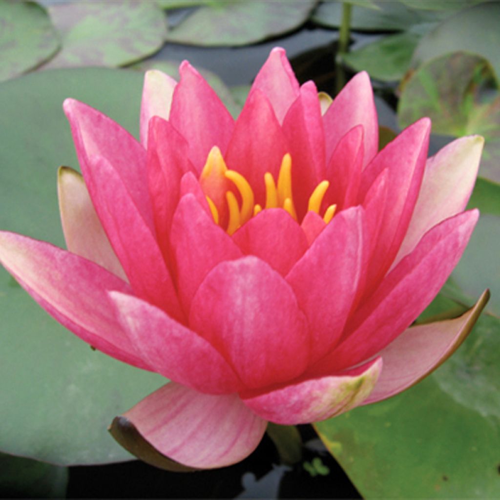 Nymphaea Gypsy - Waterlelie
