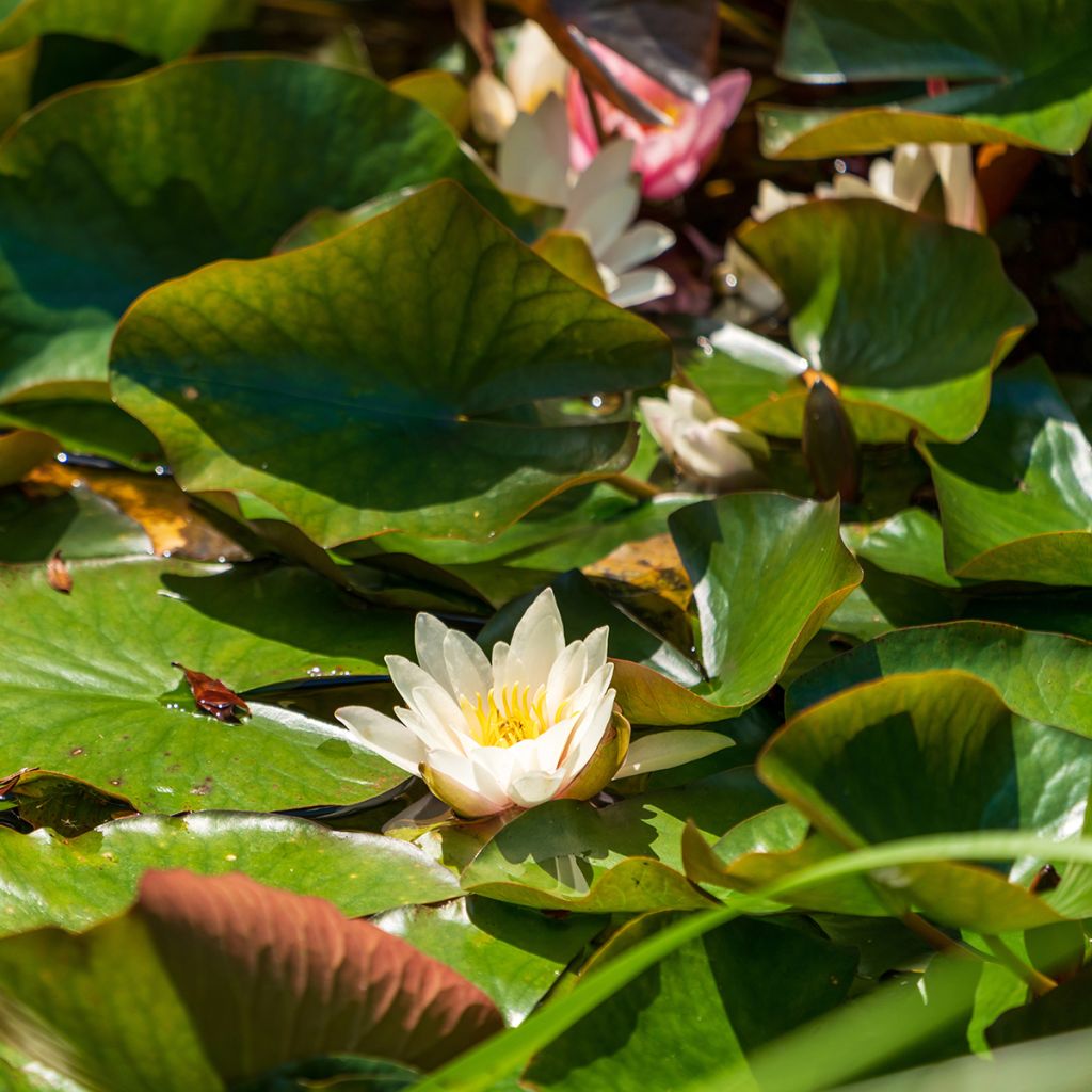 Nymphaea Marliacea Albida - Waterlelie