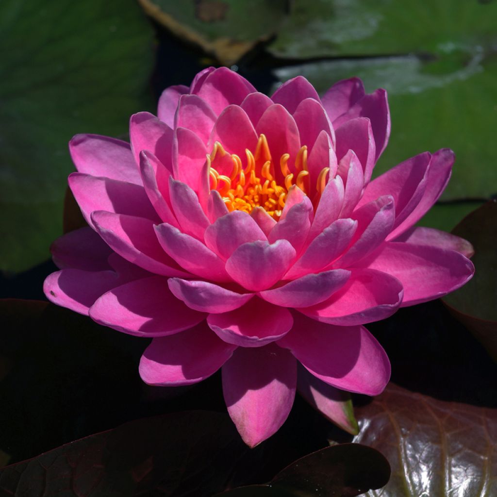 Nymphaea Fire Opal - Waterlelie