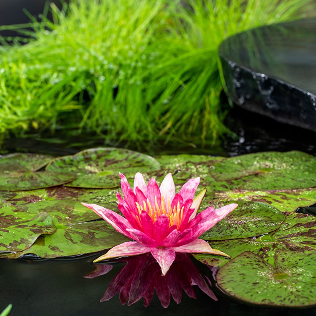 Nymphaea Red Spider - Waterlelie