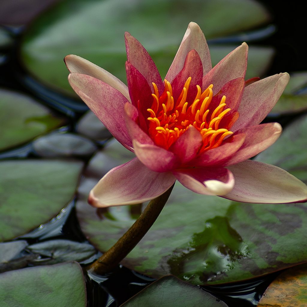Nymphaea Sioux - Waterlelie