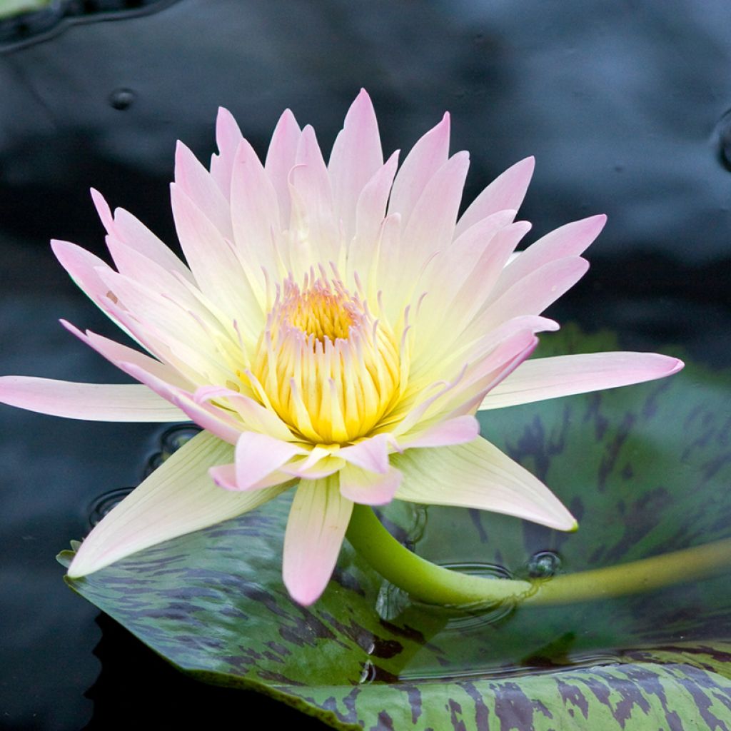 Nymphaea Starbright - Waterlelie