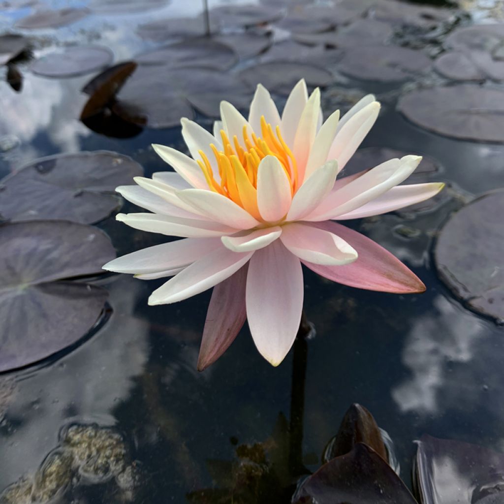 Nymphaea Starbright - Waterlelie