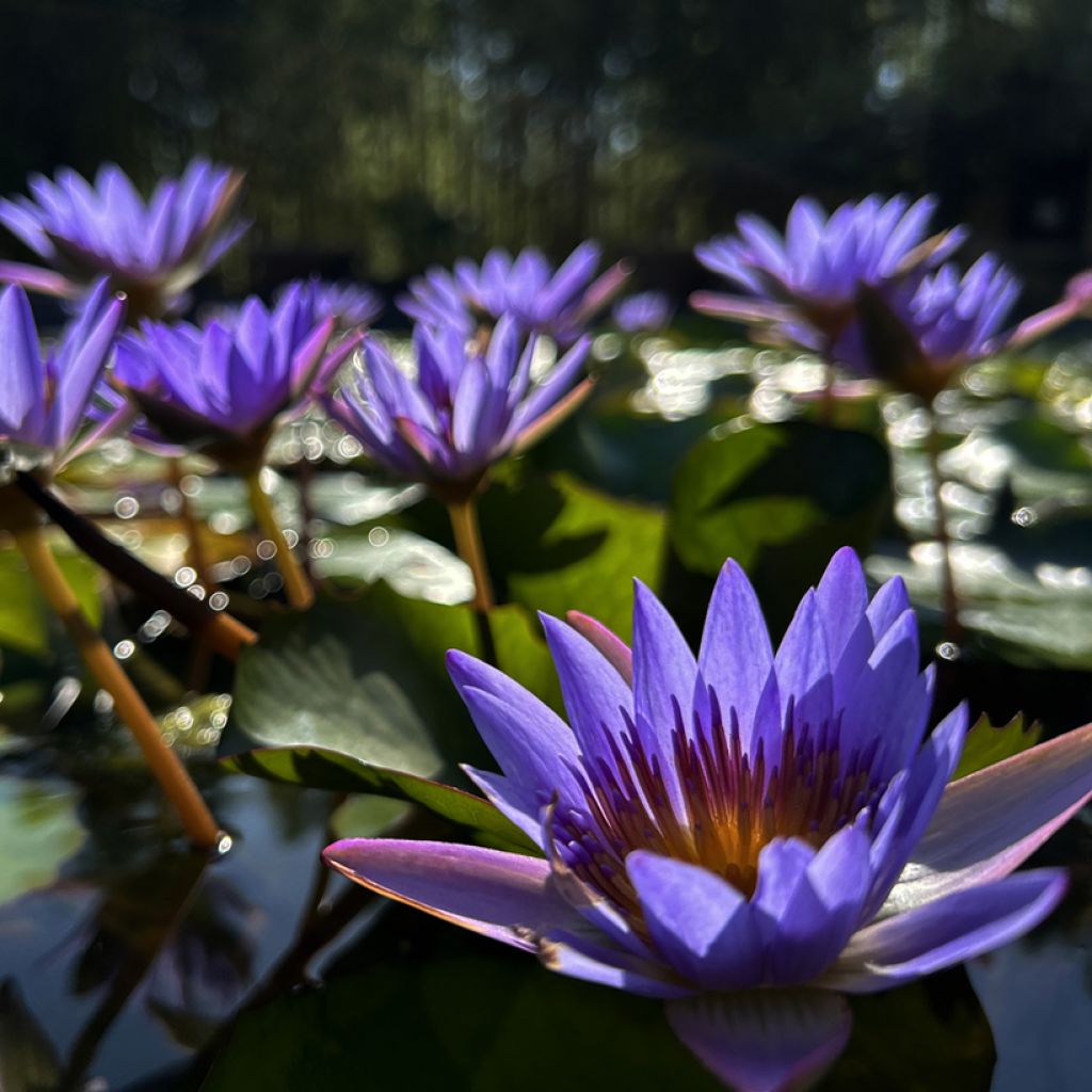 Nymphaea Tina - Waterlelie