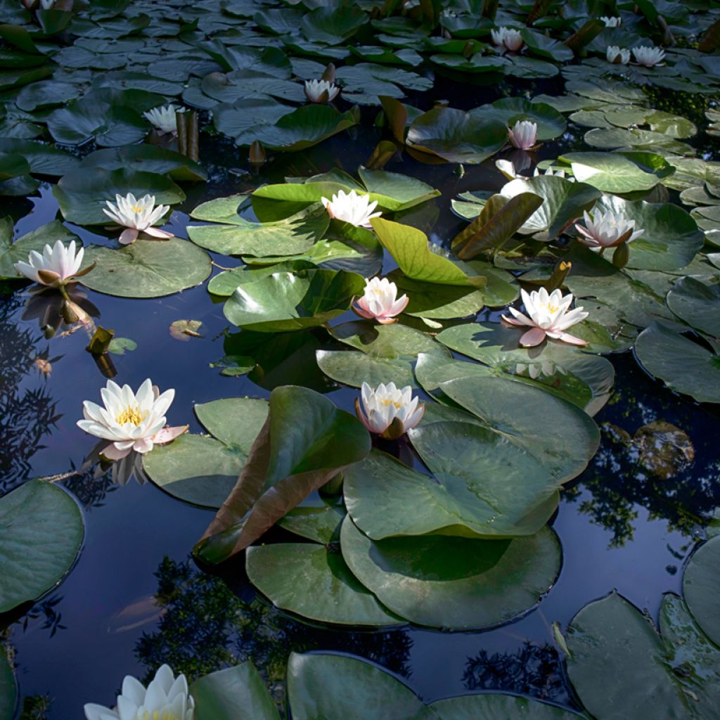 Nymphaea Virginalis - Waterlelie