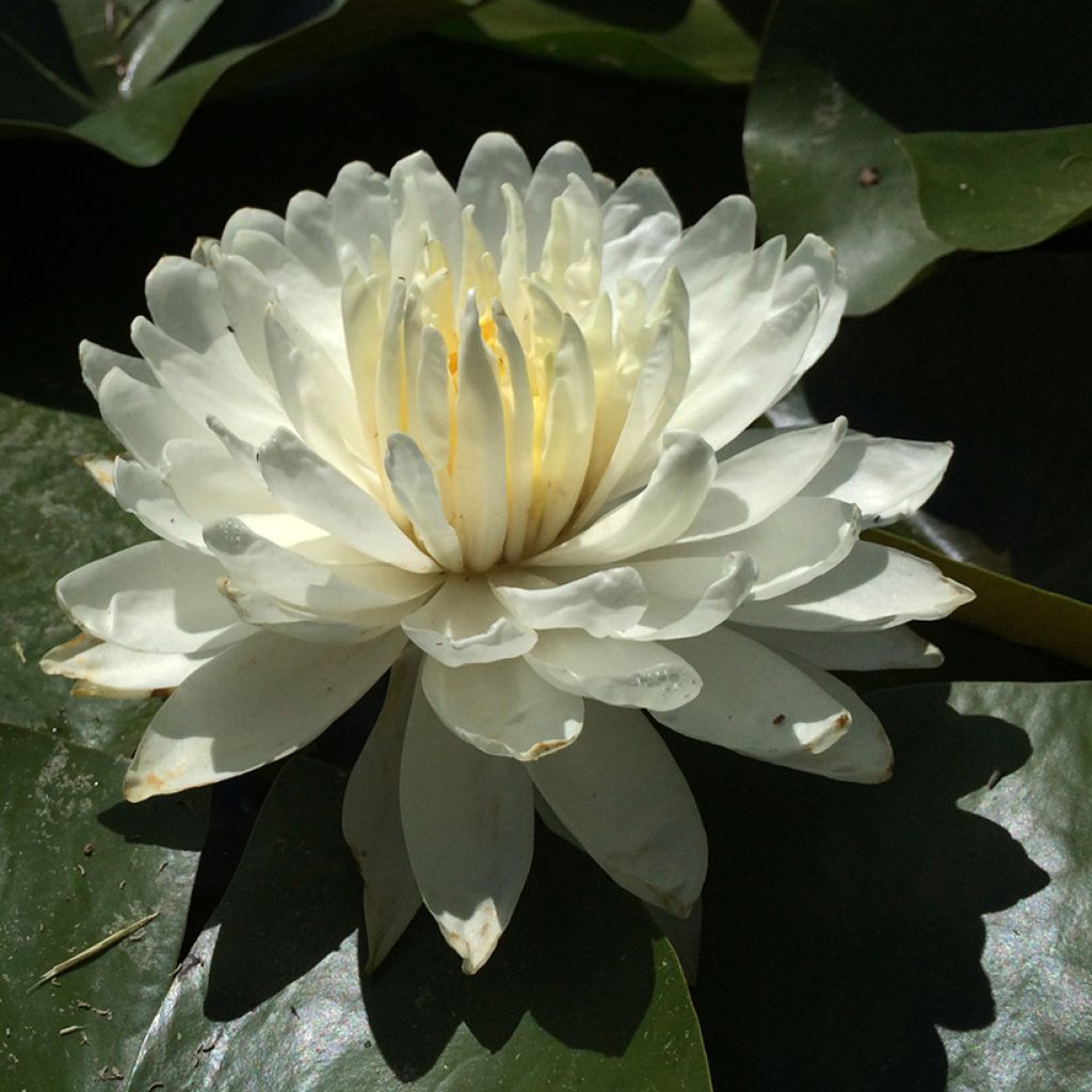 Nymphaea White 1000 Petals - Waterlelie