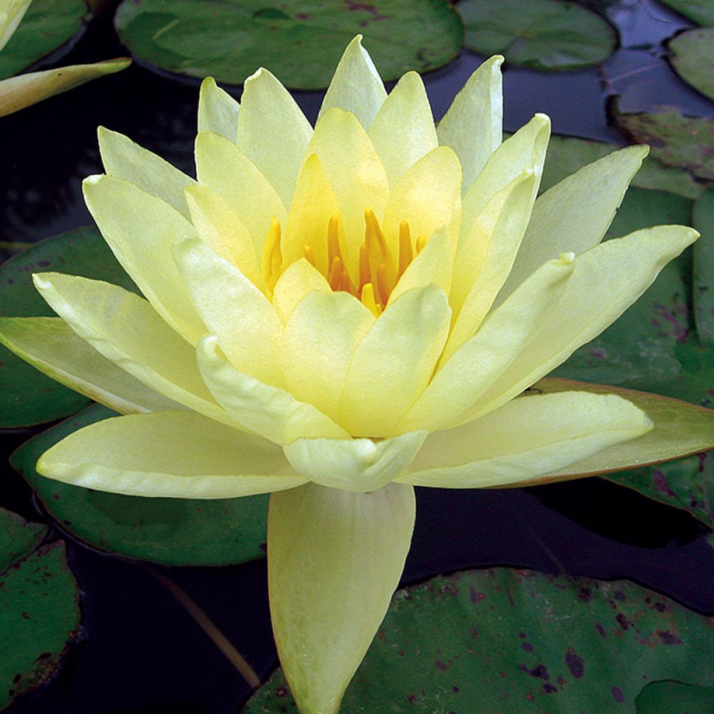 Nymphaea Yellow Enigma - Waterlelie