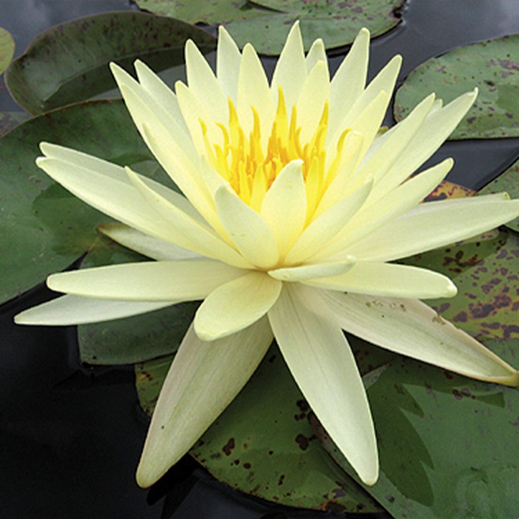Nymphaea Yellow Queen - Waterlelie