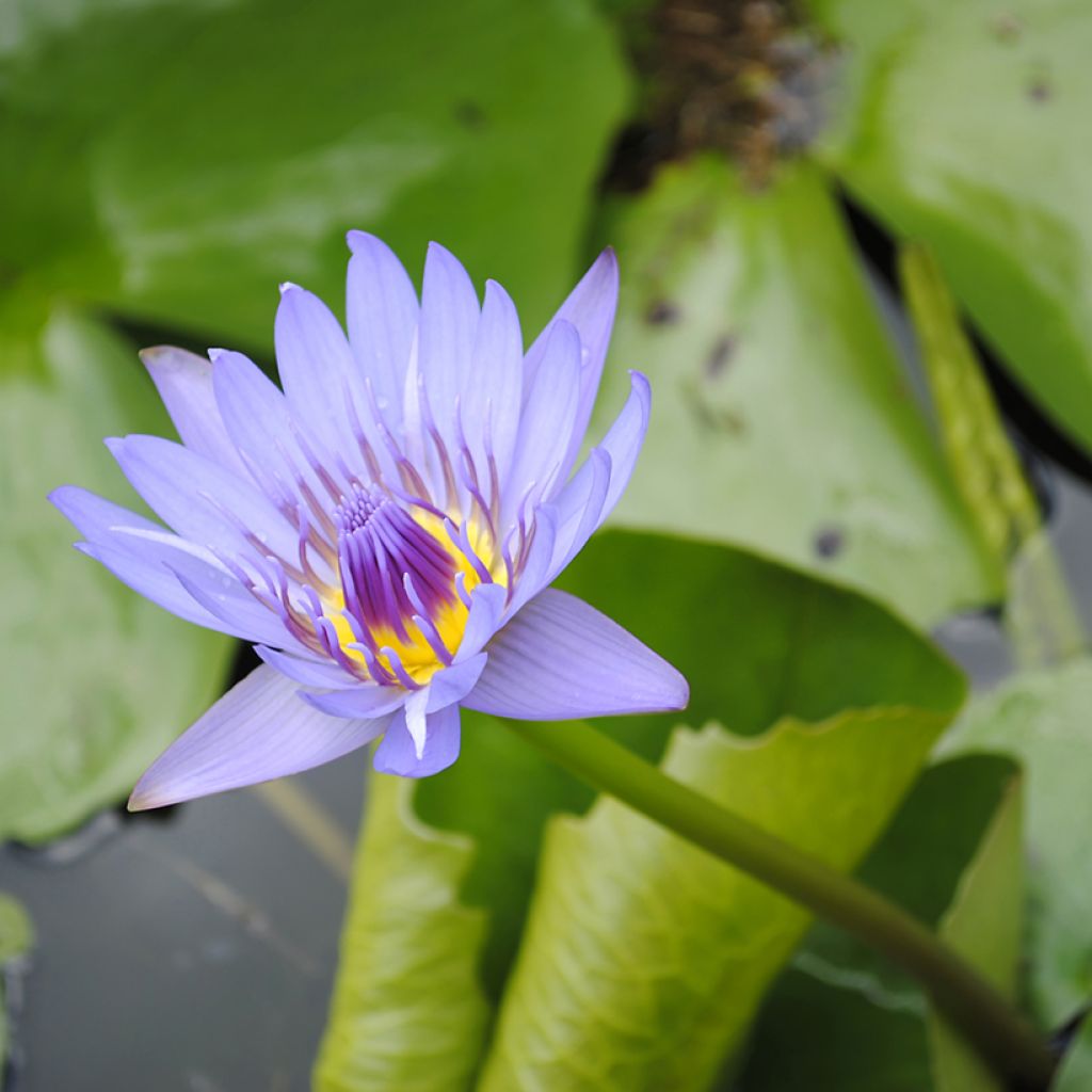 Nymphaea colorata - Waterlelie
