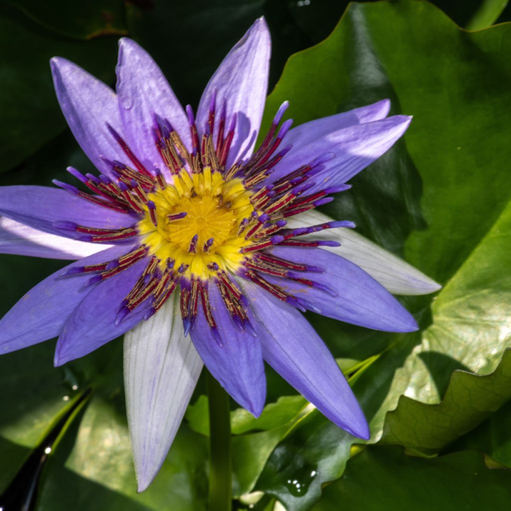 Nymphaea colorata - Waterlelie