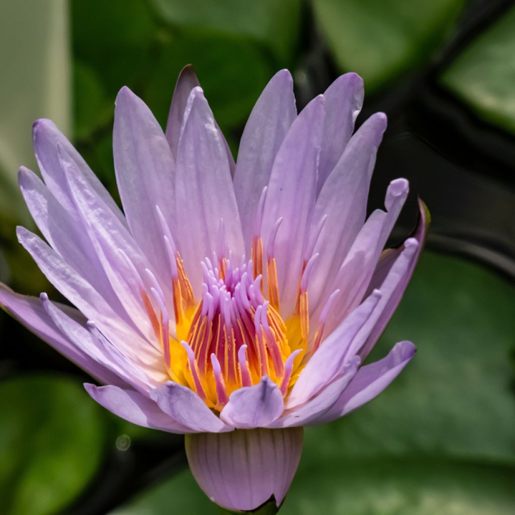 Nymphaea colorata - Waterlelie