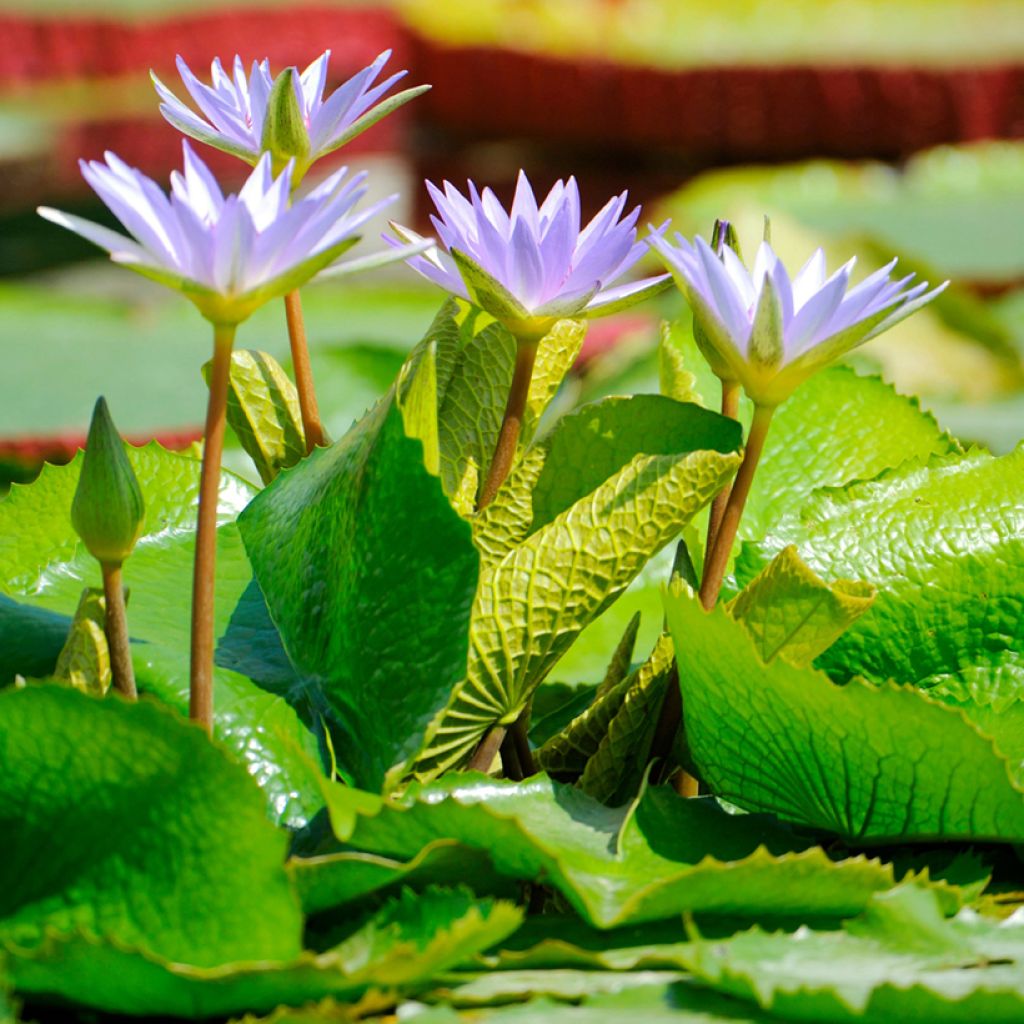 Nymphaea colorata - Waterlelie